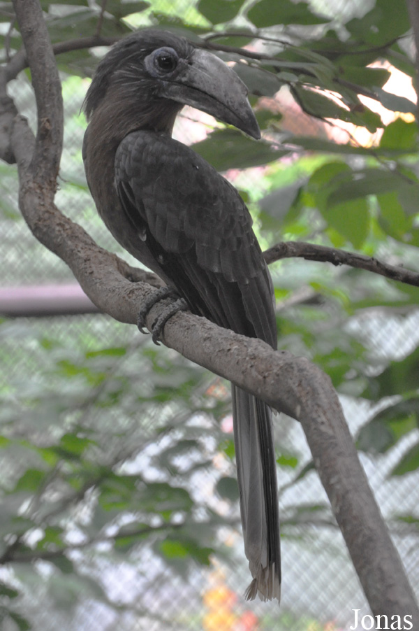 Anorrhinus tickelli